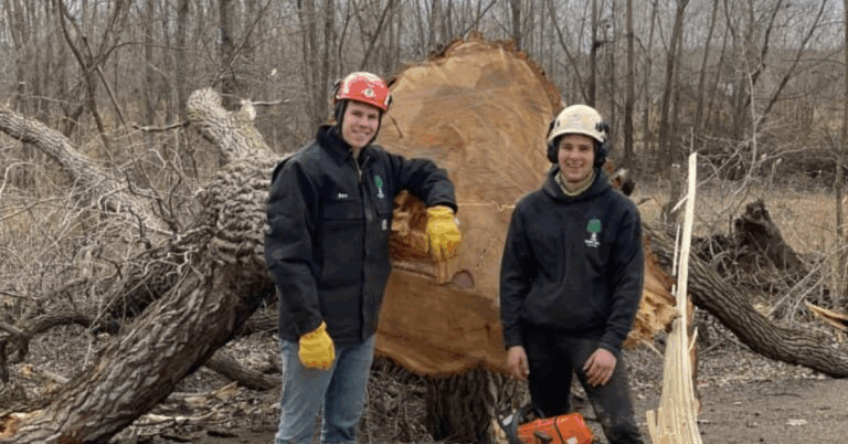 Tree Removal: Understanding the Process, Benefits, and When It’s Necessary