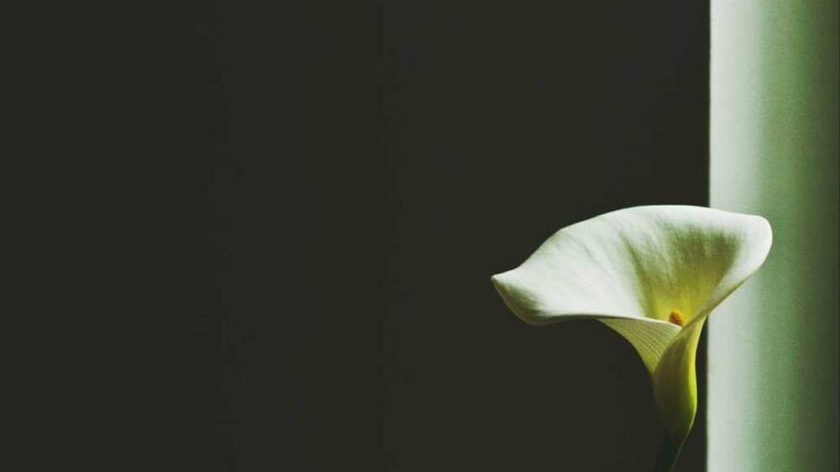 How Can I Log In Through The 11Xplay Vom Link?